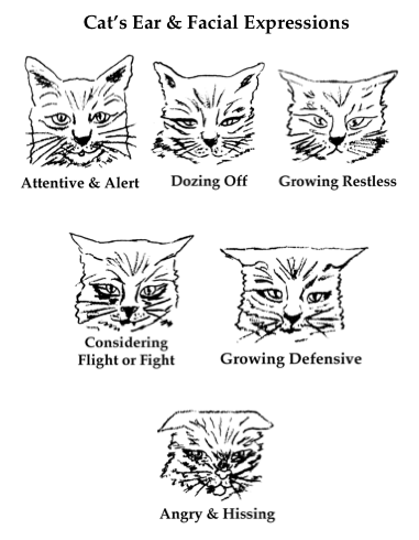 Cat's Ears Facial Expressions